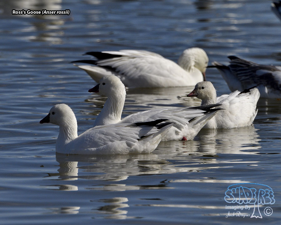 Ross's Goose - Anser rossii