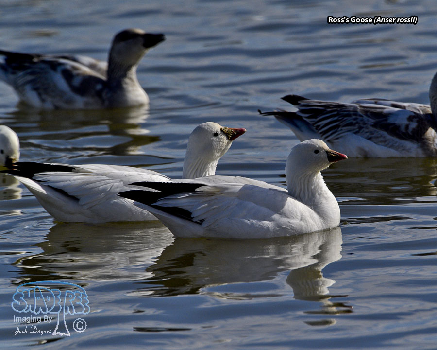 Ross's Goose - Anser rossii