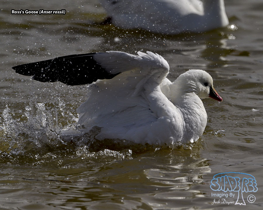 Ross's Goose - Anser rossii