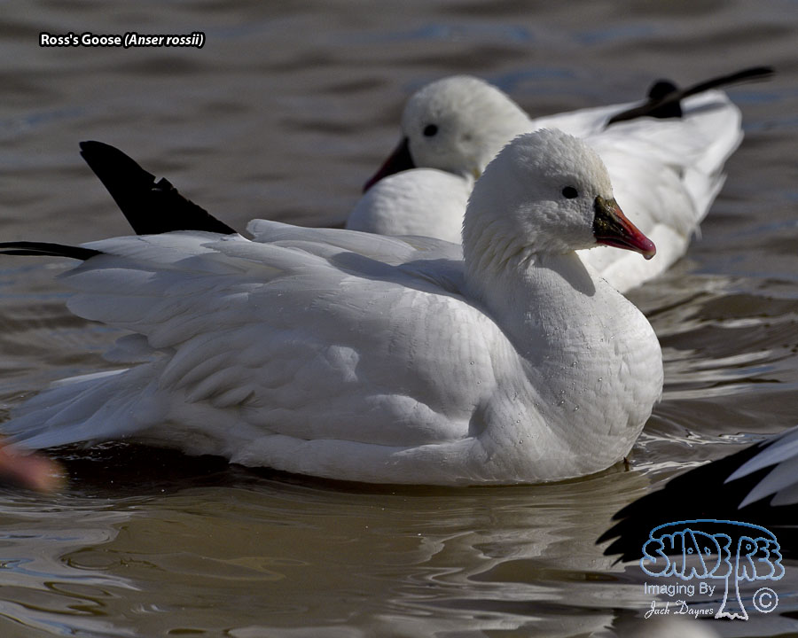 Ross's Goose - Anser rossii