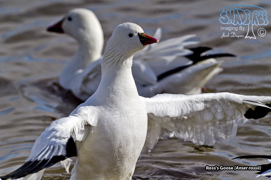 Ross's Goose - Anser rossii