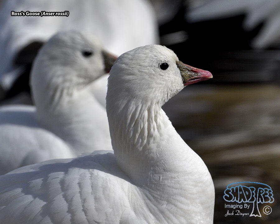 Ross's Goose - Anser rossii