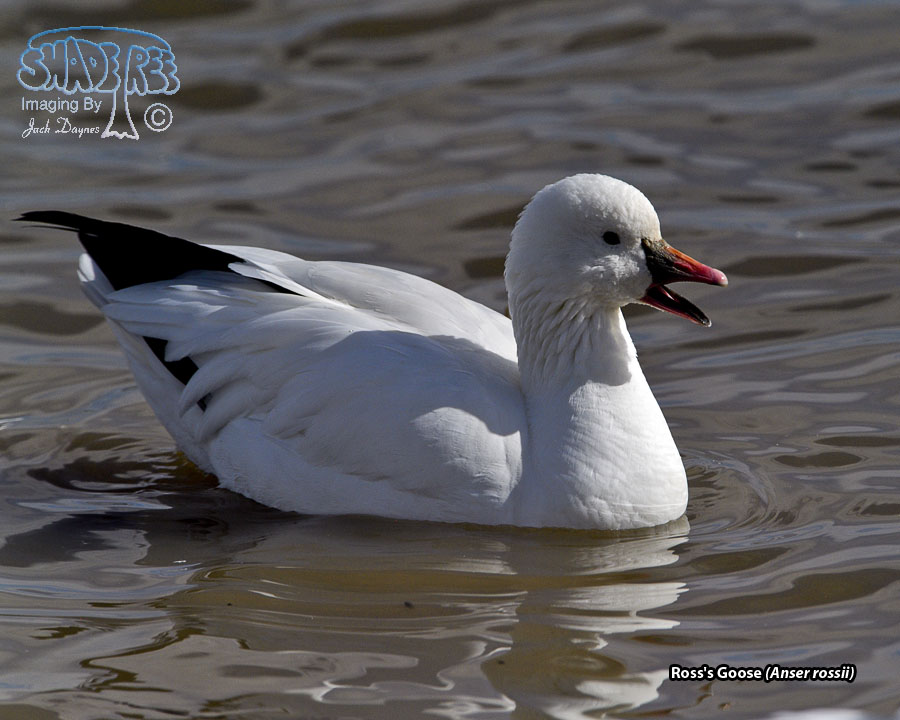 Ross's Goose - Anser rossii