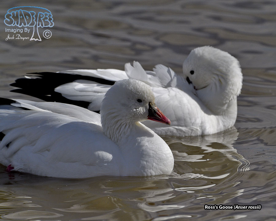 Ross's Goose - Anser rossii