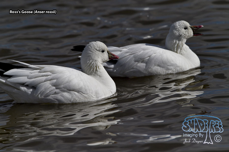 Ross's Goose - Anser rossii