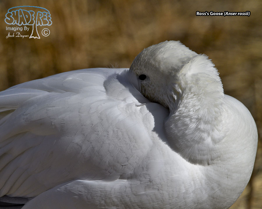 Ross's Goose - Anser rossii