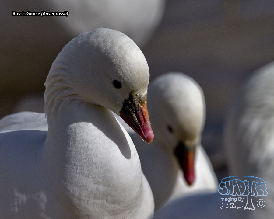 Ross's Goose - Anser rossii