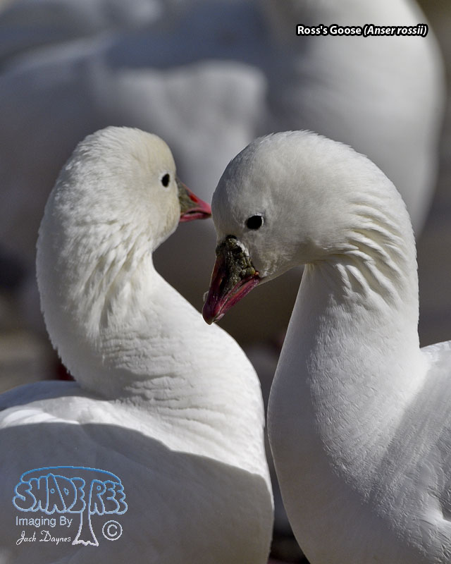 Ross's Goose - Anser rossii