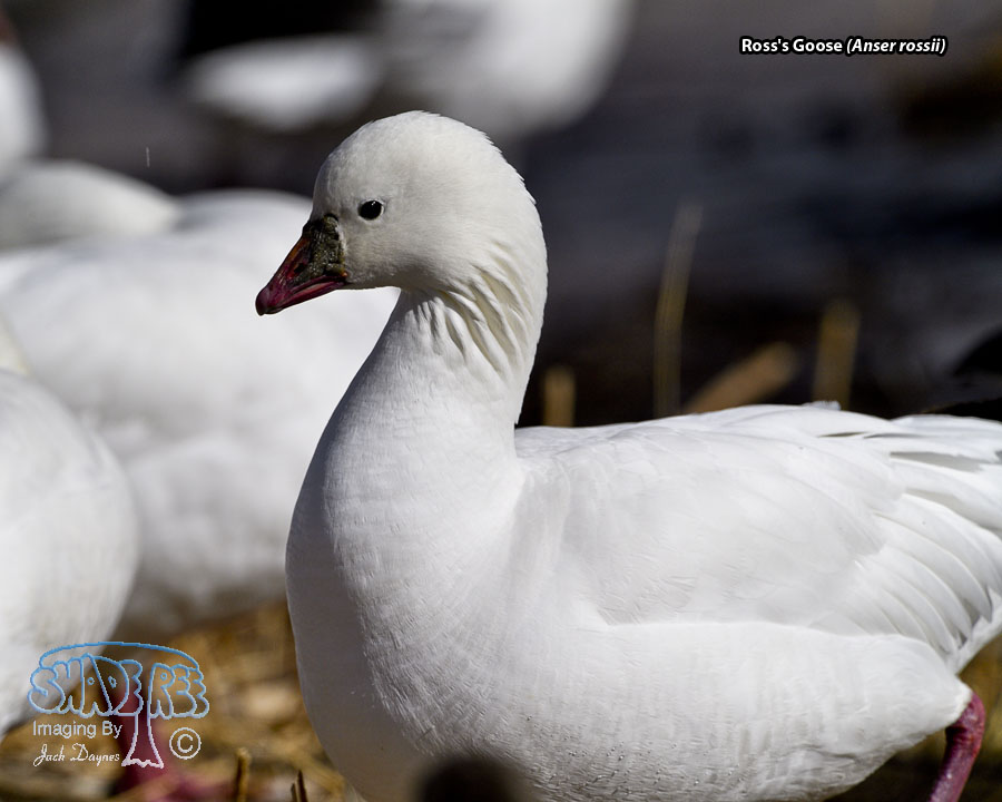 Ross's Goose - Anser rossii