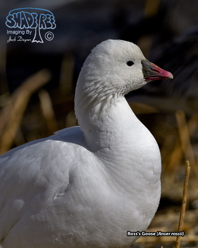 Ross's Goose - Anser rossii