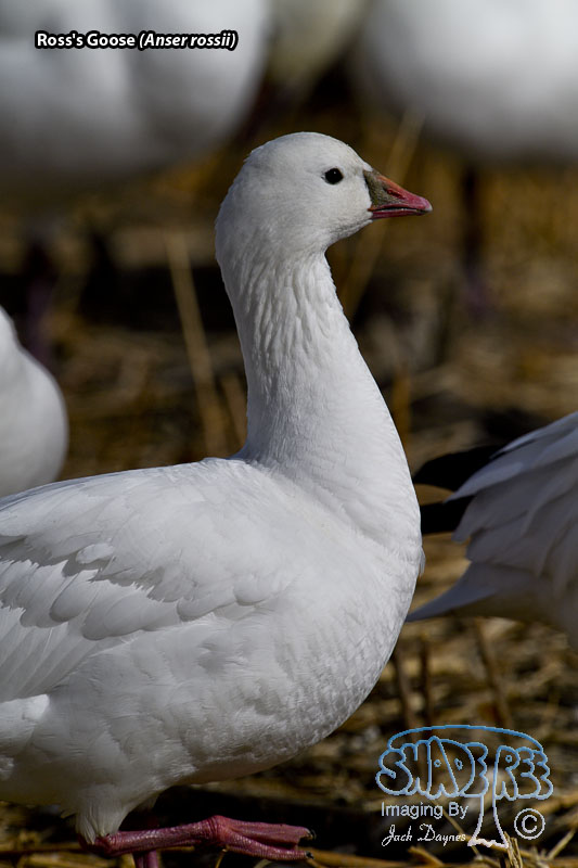 Ross's Goose - Anser rossii