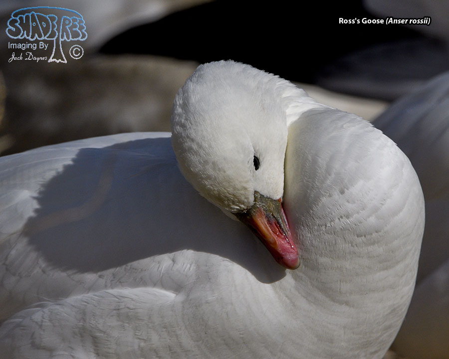 Ross's Goose - Anser rossii
