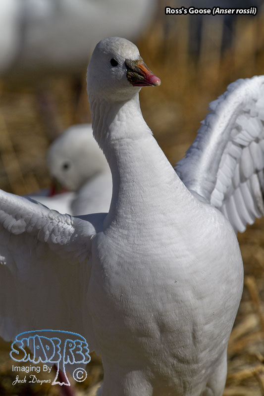 Ross's Goose - Anser rossii