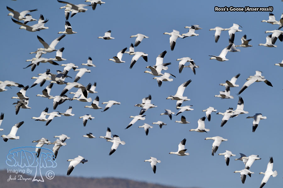 Ross's Goose - Anser rossii