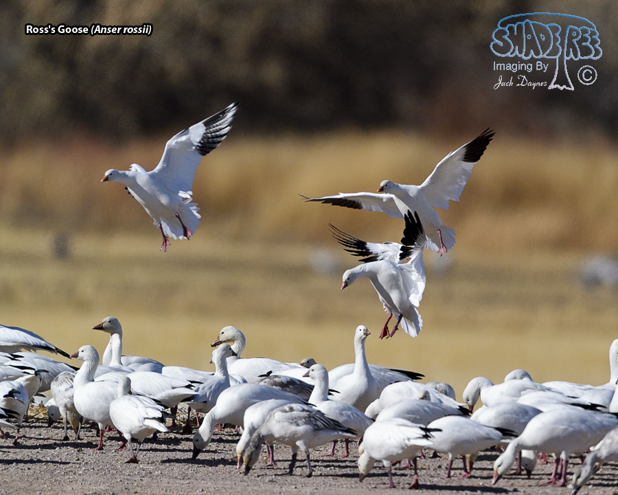 Ross's Goose - Anser rossii