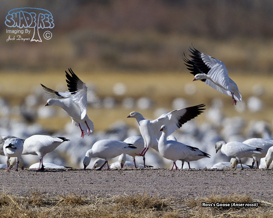 Ross's Goose - Anser rossii