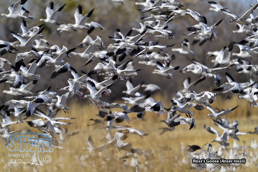 Ross's Goose - Anser rossii