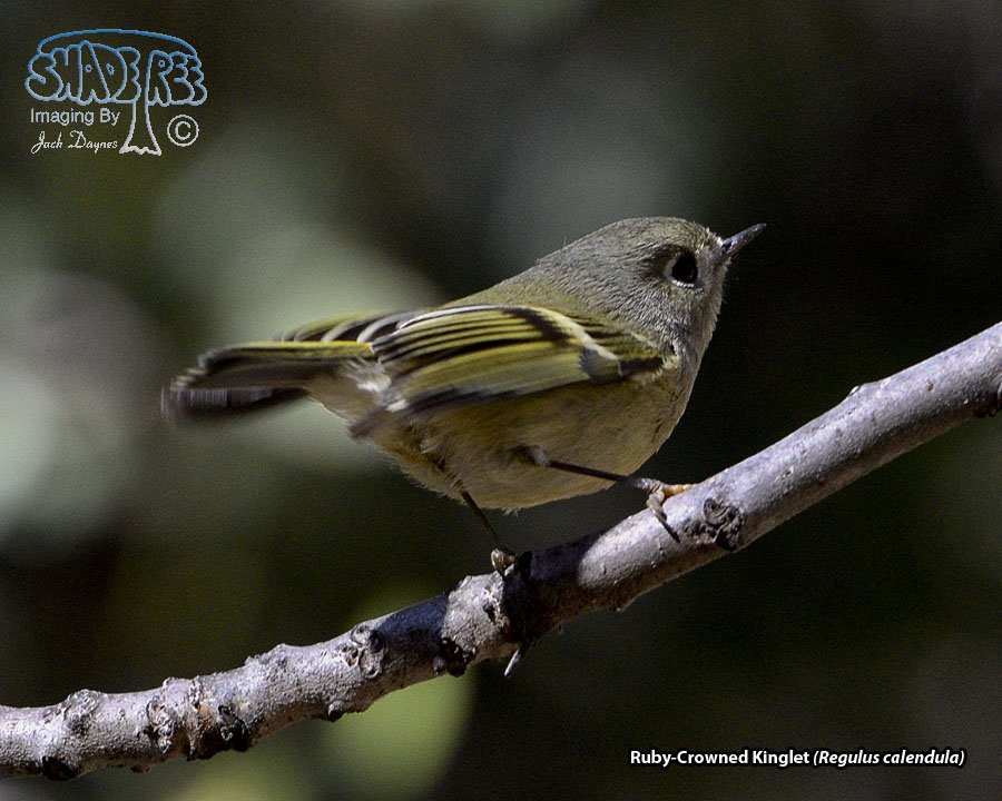 Ruby-Crowned Kinglet - Regulus calendula