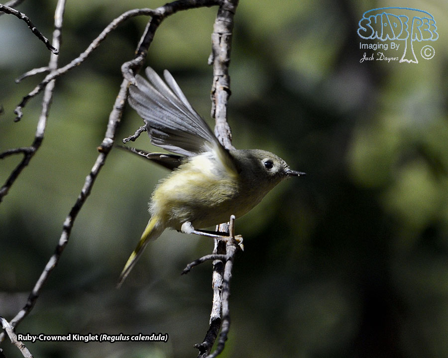 Ruby-Crowned Kinglet - Regulus calendula