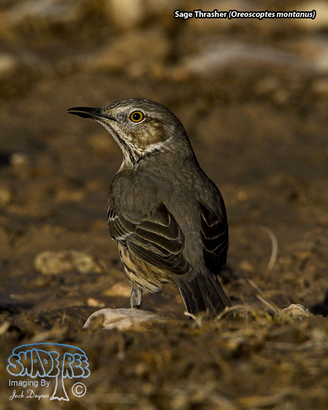 Sage Thrasher - Oreoscoptes montanus