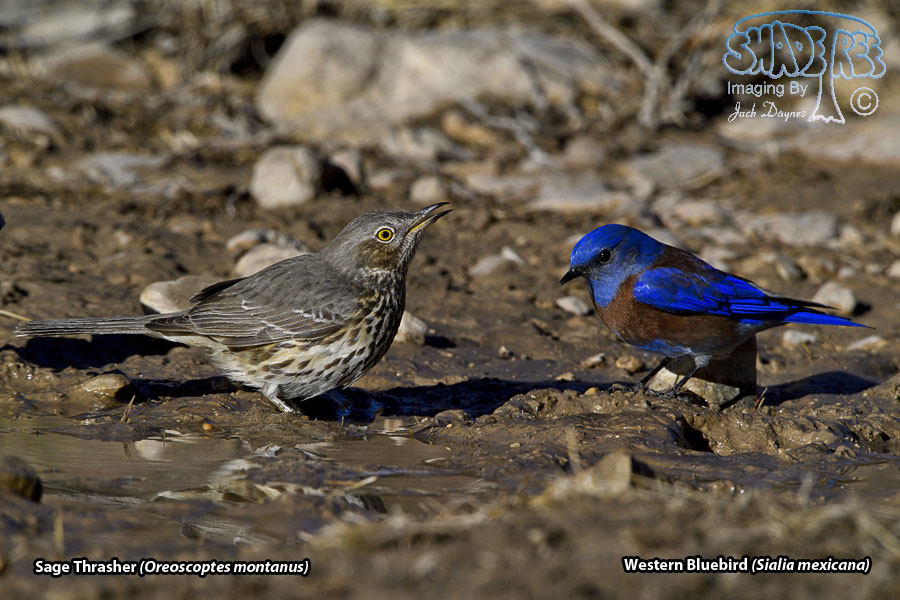 Sage Thrasher - Oreoscoptes montanus