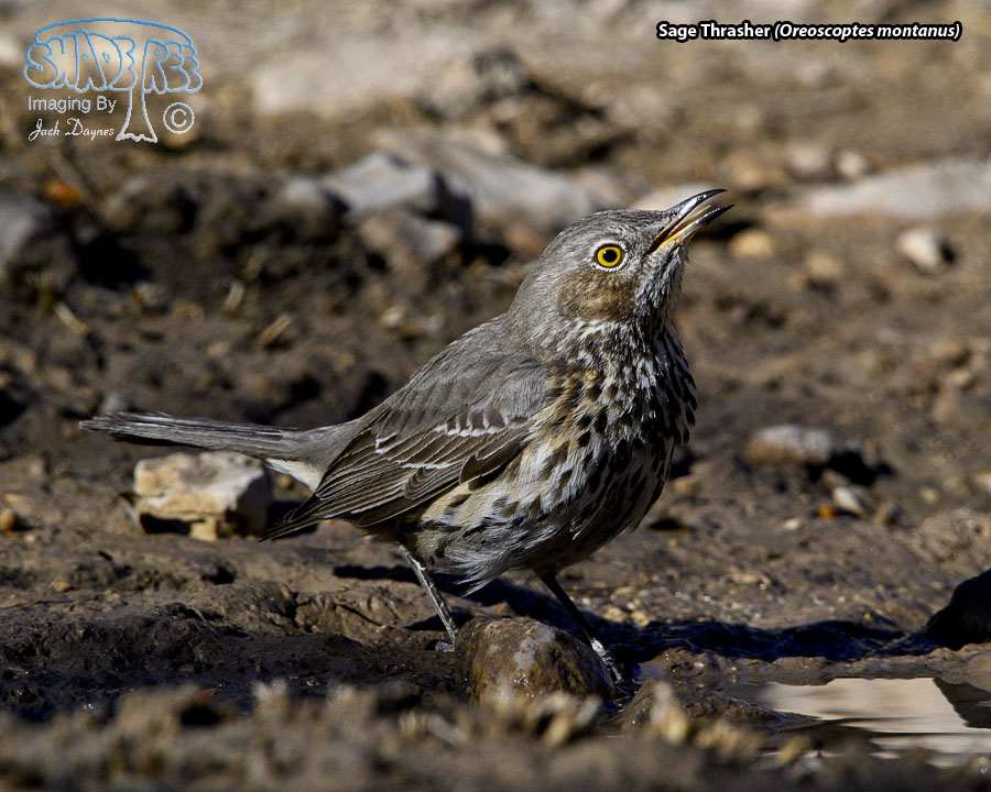 Sage Thrasher - Oreoscoptes montanus