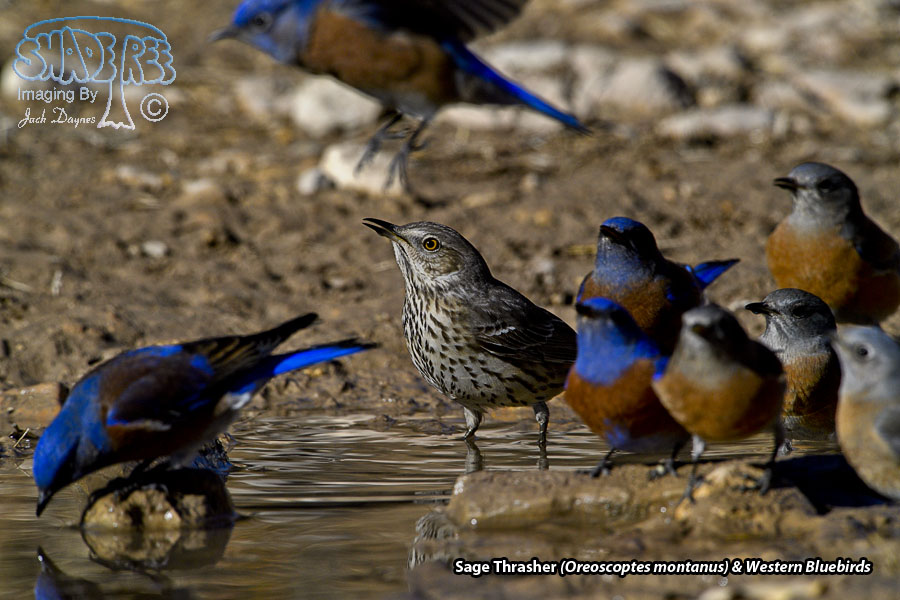 Sage Thrasher - Oreoscoptes montanus