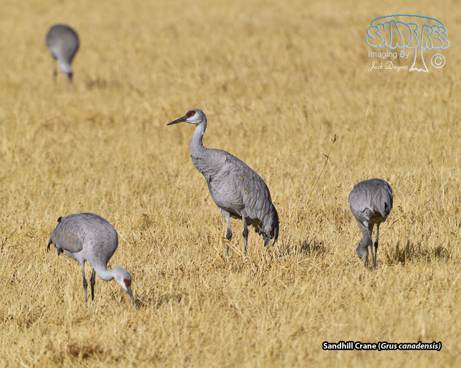 Sandhill Crane - Grus canadensis