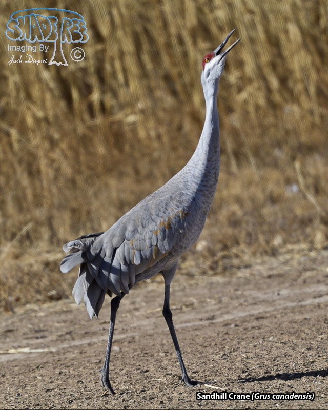 Sandhill Crane - Grus canadensis