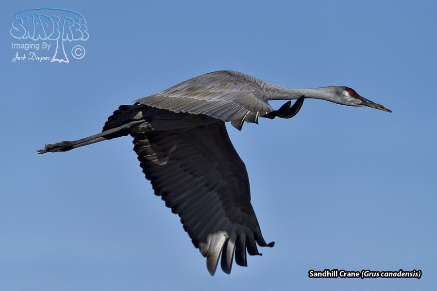 Sandhill Crane - Grus canadensis