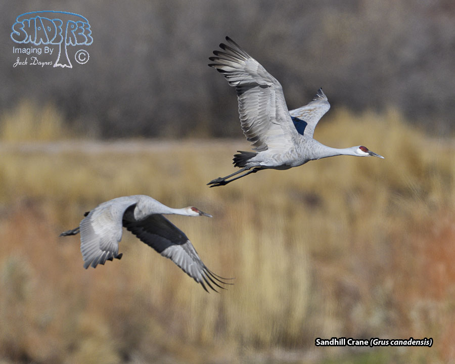 Sandhill Crane - Grus canadensis
