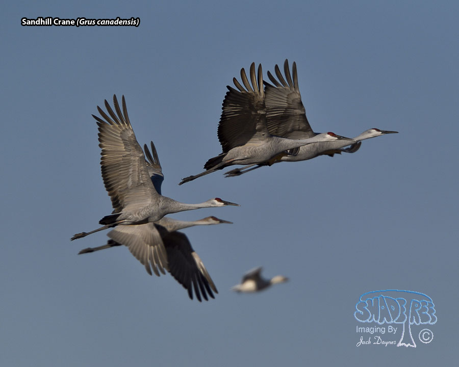 Sandhill Crane - Antigone canadensis