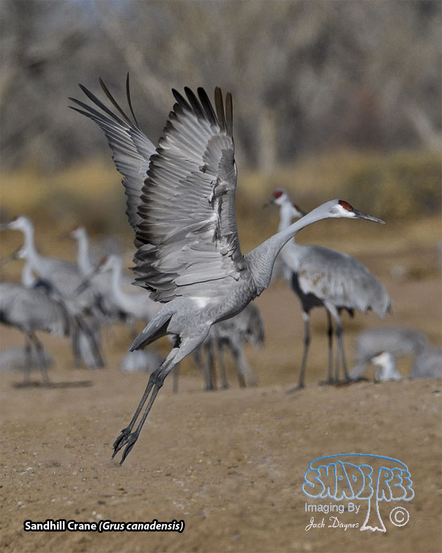 Sandhill Crane - Antigone canadensis