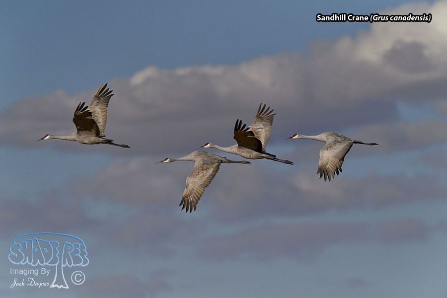 Sandhill Crane - Grus canadensis
