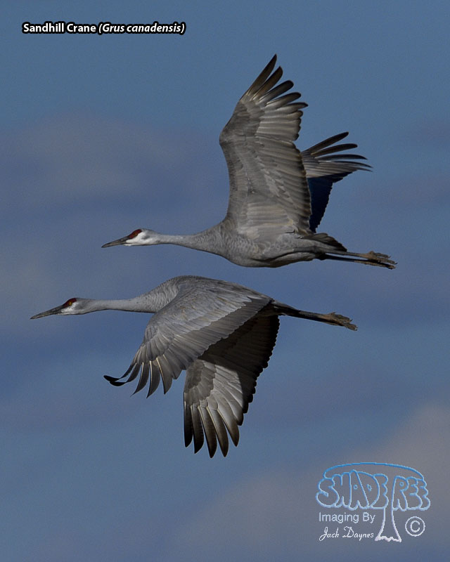 Sandhill Crane - Antigone canadensis