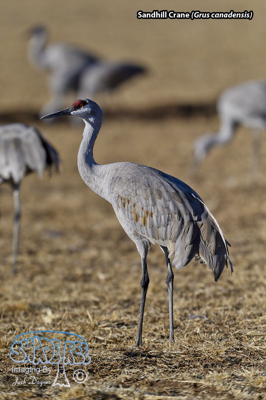 Sandhill Crane - Grus canadensis