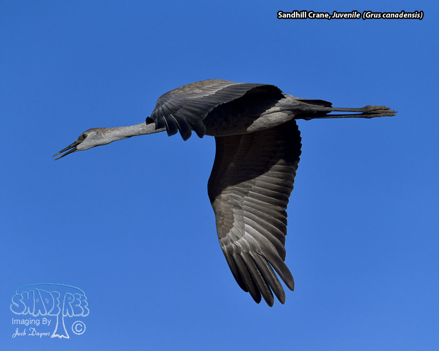 Sandhill Crane - Grus canadensis