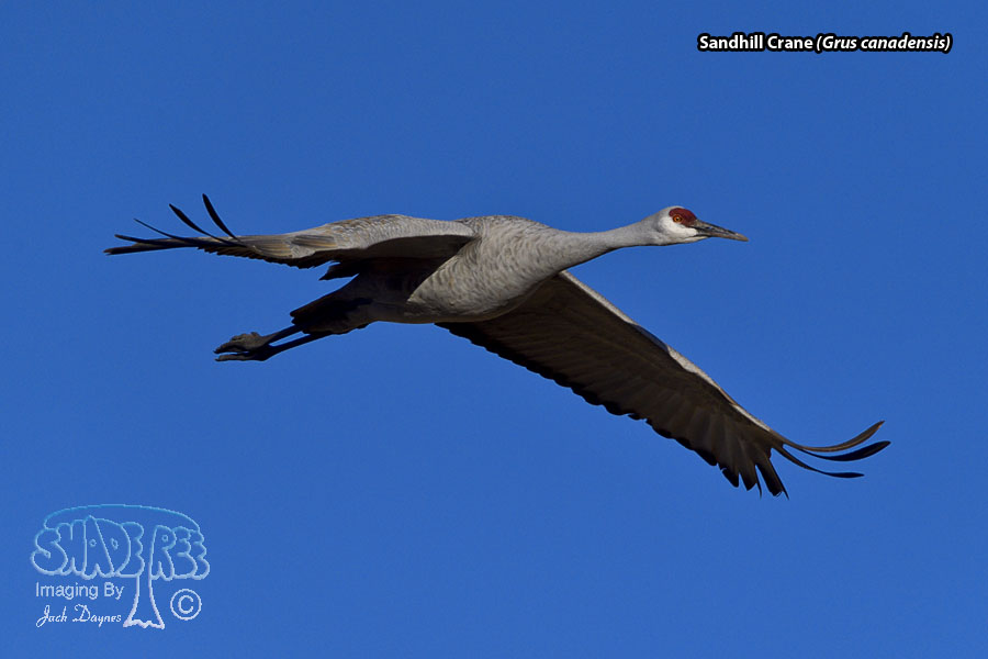 Sandhill Crane - Antigone canadensis