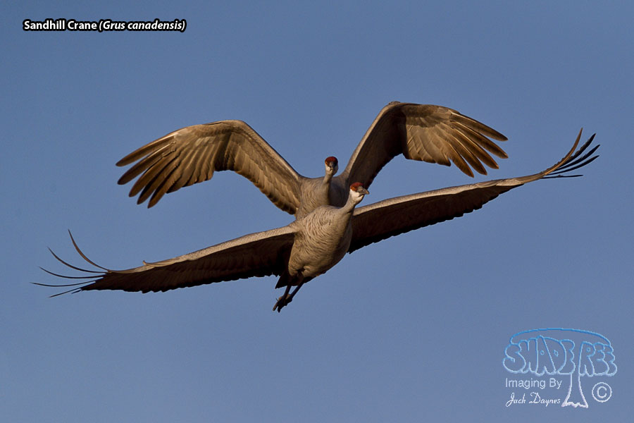 Sandhill Crane - Grus canadensis