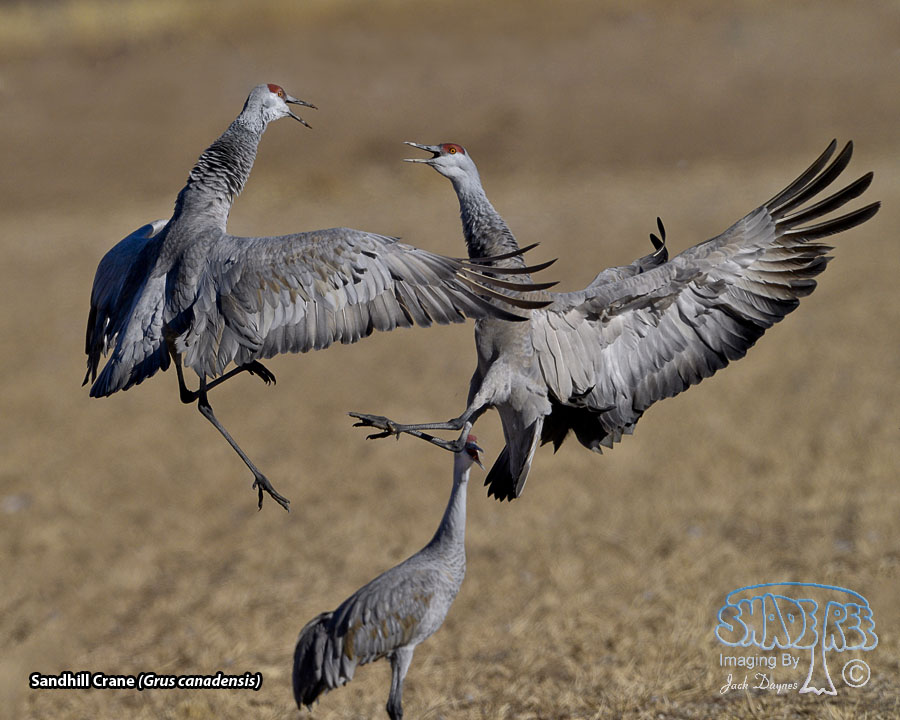 Sandhill Crane - Antigone canadensis