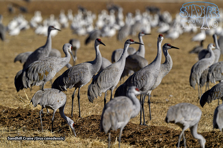 Sandhill Crane - Grus canadensis
