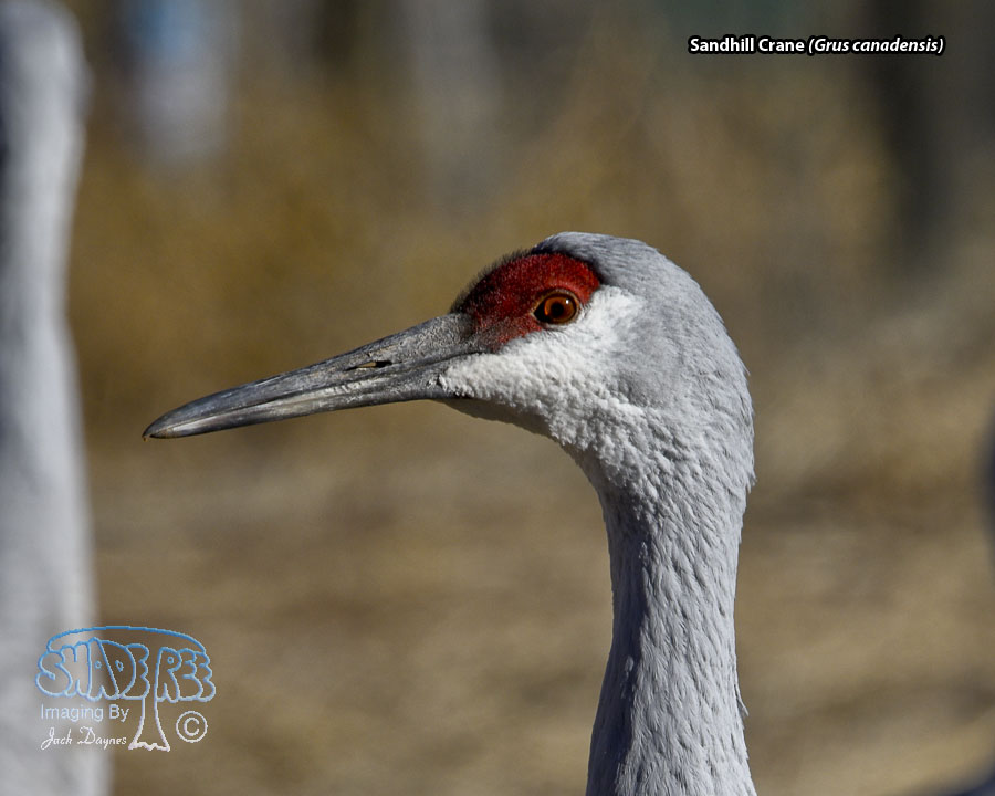 Sandhill Crane - Grus canadensis