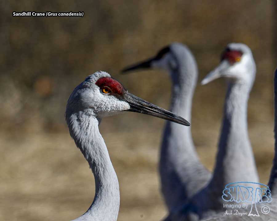 Sandhill Crane - Antigone canadensis