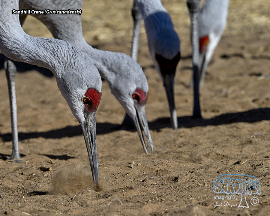 Sandhill Crane - Antigone canadensis