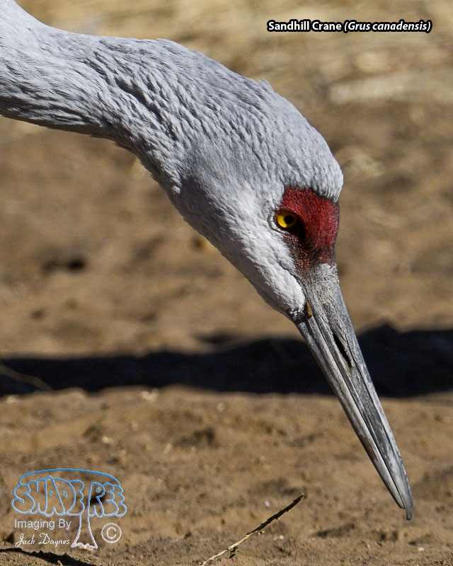 Sandhill Crane - Antigone canadensis