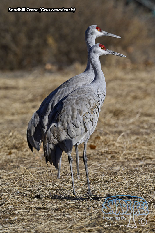 Sandhill Crane - Grus canadensis