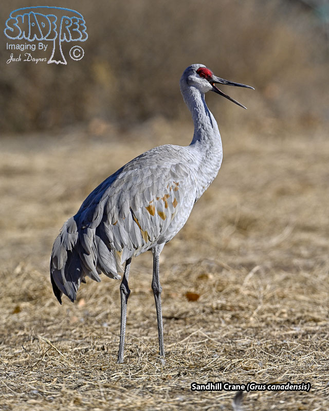 Sandhill Crane - Grus canadensis