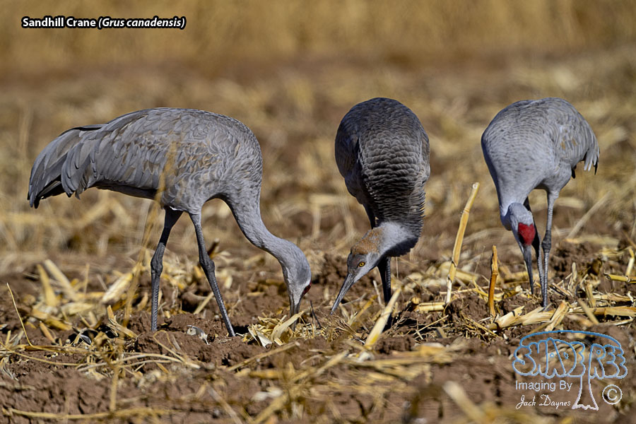 Sandhill Crane - Grus canadensis