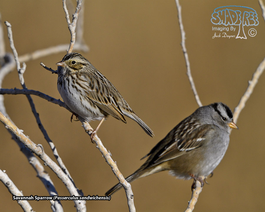 Savannah Sparrow - Passerculus sandwichensis