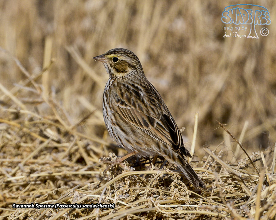 Savannah Sparrow - Passerculus sandwichensis